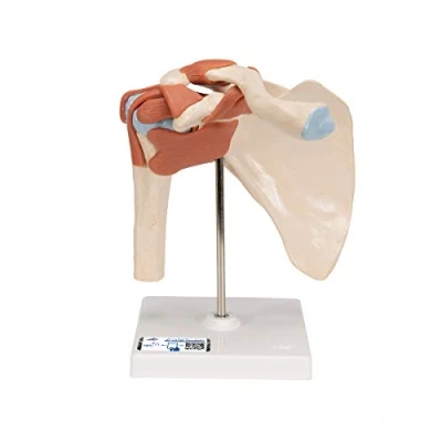 Obrázek 3B Scientific Lidská anatomie luxusní ramenní kloub s pásky + bezplatná aplikace pro anatomii Smart Anatomy, A80/1