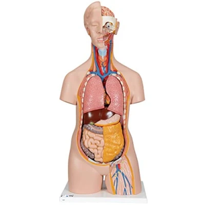 Obrázek 3B Scientific Lidská anatomie bezpohlavní klasika Torso, 14dílná + bezplatná aplikace pro anatomii Smart Anatomy B13