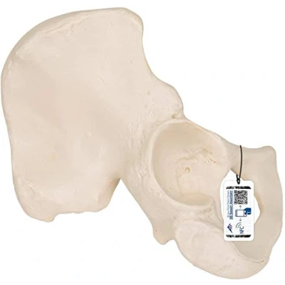 Obrázek 3B Scientific lidská anatomie bederní kosti model + bezplatný anatomický software Smart Anatomy