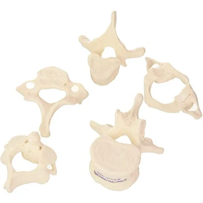 Obrázek 3B Scientific 5 obratlů + bezplatná anatomie aplikace Smart Anatomy, A75/1