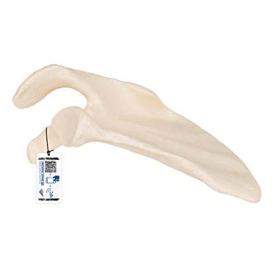 Obrázek 3B Scientific Lidská anatomie Lopatky