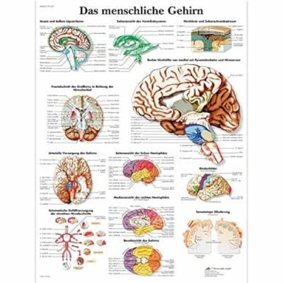 Obrázek 3B Scientific Výuková tabule Lidský mozek, VR0615UU