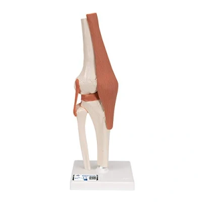 Obrázek 3B Scientific Smart Anatomy A82 kolenní kloub + bezplatná aplikace pro anatomii