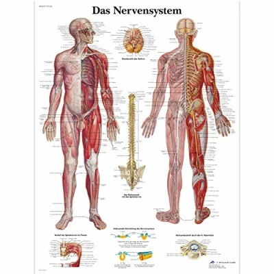 Obrázek 3B Scientific Učební tabule laminované Nervový systém