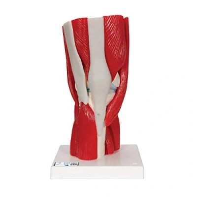Obrázek 3B Scientific Lidská anatomie model kolenního kloubu s odnímatelnými svaly, 12dílný + bezplatná aplikace pro anatomii Smart Anatomy, A882