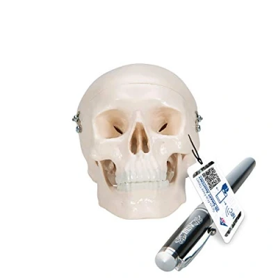 Obrázek 3B Scientific A18/15 mini model lebky člověka, 3dílný, kryt lebky, základna a spodní čelist + bezplatná aplikace pro anatomie Smart Anatomy