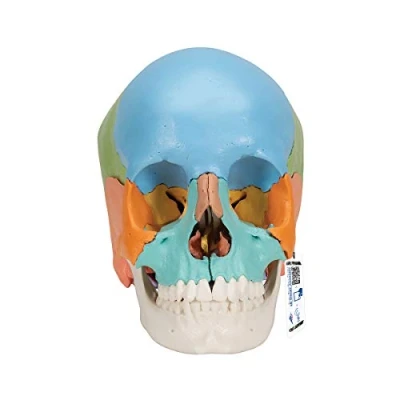 Obrázek 3B Scientific anatomie člověka zásuvný model lebky didaktická verze, 22 dílů.
