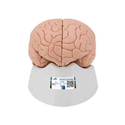 Obrázek 3B Scientific Lidská anatomie model mozku, 2dílný + bezplatná aplikace pro anatomii Smart Anatomy, C15
