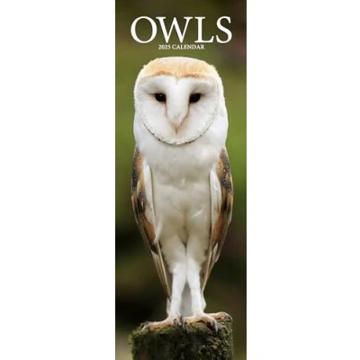 Obrázek Owls Eulen 2025: Original Avonside Kalender Slimline [Mehrsprachig] [Kalender] (Slimline Kalender)