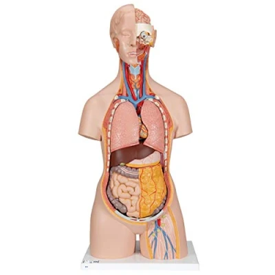Obrázek 3B Scientific Klasický model Torso, klasické provedení, genderově neutrální, otevřený šíj/záda, 18dílný + bezplatná aplikace pro anatomie Smart Anatomy