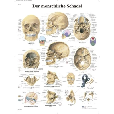 Obrázek 3B Scientific Výuka Lidská lebka, 67 x 50 0,1 cm, VR0131UU, černá