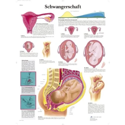 Obrázek 3B Scientific kalibr tabule těhotenství