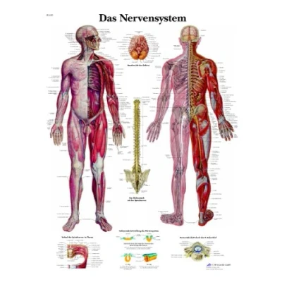 Obrázek 3B Scientific Učební tabule Nervový systém, VR0620UU