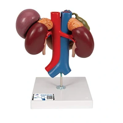 Obrázek 3B Scientific Lidská anatomie ledvinky se zadní základními organizacemi, 3dílné + zdarma anatomický software Smart Anatomy