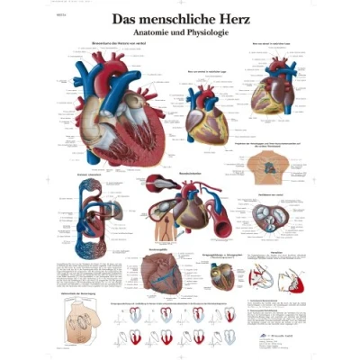 Obrázek 3B Scientific Výuková tabule Lidské srdce anatomie a fyziologie, VR0334UU