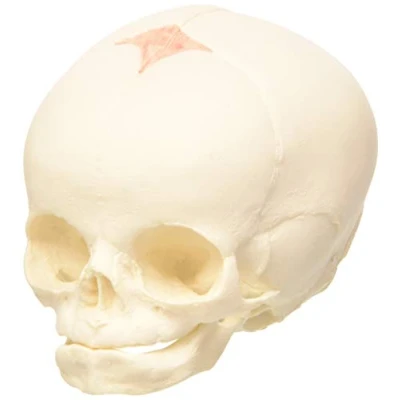 Obrázek 3B Scientific Model lebky plodu A25, přírodní odlitek, 30. týden těhotenství + bezplatná aplikace pro anatomii Smart Anatomy