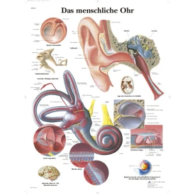 Obrázek 3B Scientific kalibr tabule Lidský Do ucha
