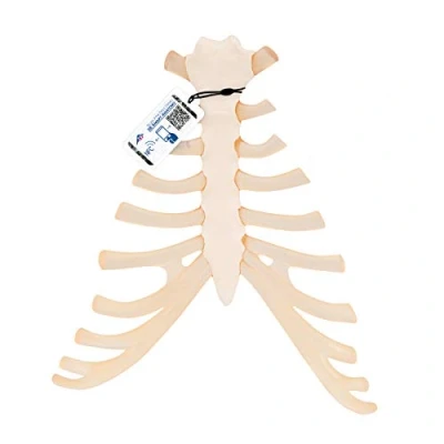 Obrázek 3B Scientific lidská anatomie model hrudníku s žebrovaným trupem + bezplatný anatomický software Smart Anatomy
