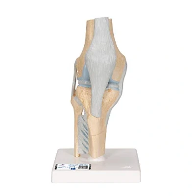 Obrázek 3B Scientific Lidská anatomie model kolenního střihu, 3dílný + bezplatná aplikace pro anatomii Smart Anatomy