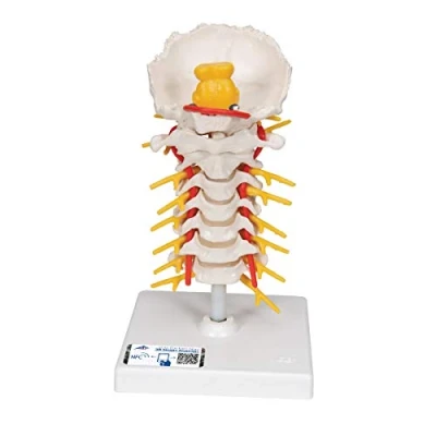 Obrázek 3B Scientific lidská anatomie