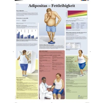 Obrázek 3B Scientific kalibr tabule Laminované Adipositas Fettleibigkeit