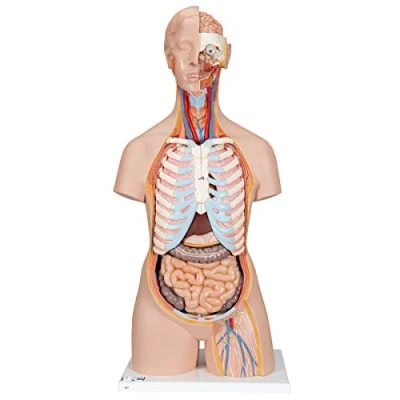 Obrázek 3B Scientific Klasický model Torso, v klasickém provedení, genderově neutrální, otevřená záda, 21dílná + bezplatná aplikace pro anatomii Smart Anatomy