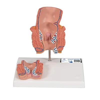 Obrázek 3B Scientific Lidská anatomie model hemoroidů + zdarma anatomický nástroj Smart Anatomy
