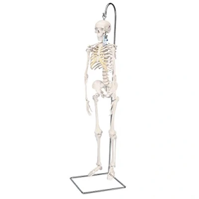 Obrázek 3B Scientific Malá lidská kostra, model &quot;Shorty&quot;, na závěsném stojanu A18/1 + bezplatná aplikace pro anatomie Smart Anatomy