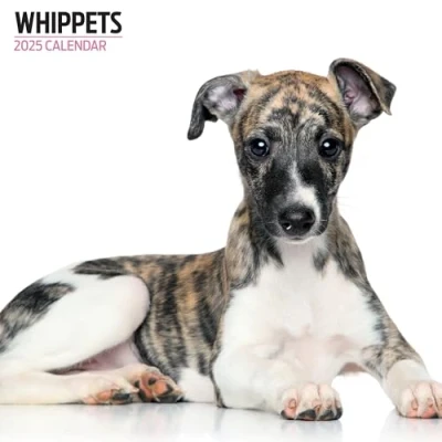 Obrázek Whippets Kalender 2025 Modern