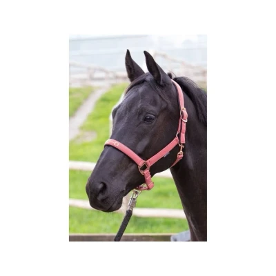 Obrázek Harry&#039;s Horse Halter Bit