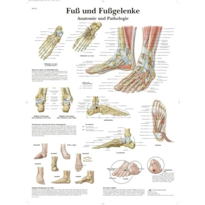Obrázek 3B Scientific Výuková tabule nohy a kotníky anatomie patologie, VR0176UU