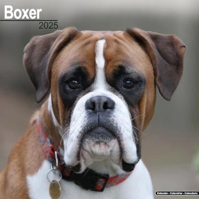 Obrázek Boxer 2025 16 Monatskalender: Original Avonside Kalender [Mehrsprachig] [Kalender] (Wall Kalender)