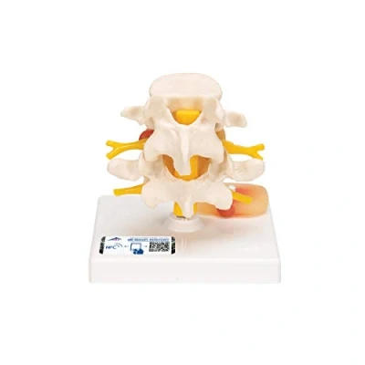 Obrázek 3B Scientific Smart Anatomy bederní páteř s vyhnutím plotének + bezplatná aplikace pro anatomii