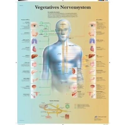 Obrázek 3B Scientific Výuka vegetativní nervový systém
