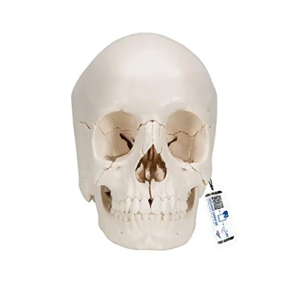 Obrázek 3B Scientific Lidská anatomie model nástrčné lebky, rozložitelný na 22 kostí + bezplatná aplikace pro anatomii Smart Anatomy, A290