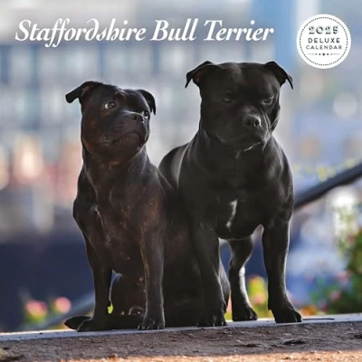 Obrázek Staffordshire Bull Terrier 2025 Deluxe Kalender