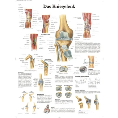 Obrázek 3B Scientific Tabule na učitele Koláček