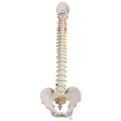 Obrázek 3B Scientific Lidská anatomie flexibilní model páteře, klasický + bezplatná aplikace pro anatomii Smart Anatomy