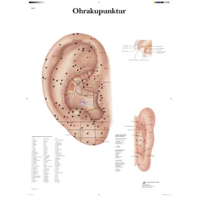 Obrázek 3B Scientific Učovací tabule ohrakukukulární úprava