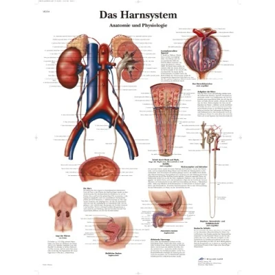 Obrázek 3B Scientific Tabule pro učitele přímočarý systém anatomie a fyziologie