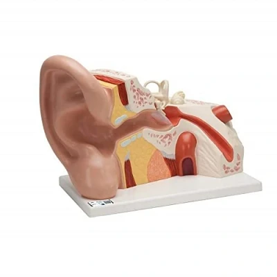 Obrázek 3B Scientific Smart Anatomy VJ513 model ucha, velký, 5násobně zvětšený, 3dílný, vč. anatomického softwaru
