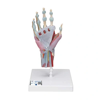 Obrázek 3B Scientific M33/1 model s vazy a svaly + bezplatná aplikace pro anatomii Smart Anatomy