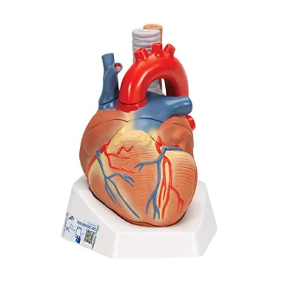 Obrázek 3B Scientific lidská anatomie model srdce, 7dílný + bezplatný anatomický software Smart Anatomy