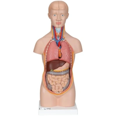 Obrázek 3B Scientific Lidská anatomie mini torso, 12dílná + bezplatná aplikace pro anatomii Smart Anatomy, B22