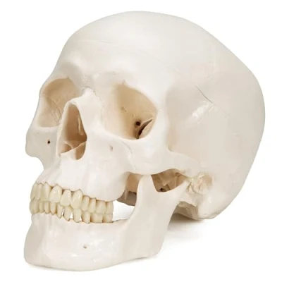 Obrázek 3B Scientific Lidská anatomie klasická lebka s magnetickými spojeními, 3dílná + bezplatná aplikace pro anatomii Smart Anatomy
