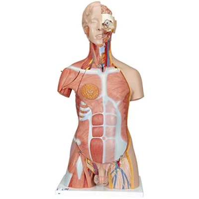 Obrázek 3B Scientific B40 Deluxe model torzo se svaly, v luxusním provedení, dvojí pohlaví, 31dílný + bezplatná anatomie aplikace Smart Anatomy