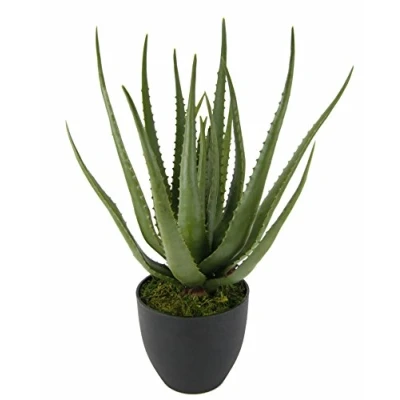 Obrázek Flair Flower Aloe i. hrnec, plast, Zelená, 56 x 20 cm