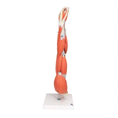 Obrázek 3B Scientific Lidská anatomie model pažních svalů, 6dílná + bezplatná aplikace pro Smart Anatomy, M10