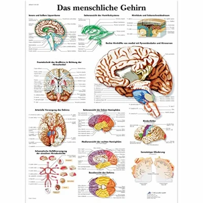 Obrázek 3B Scientific Učební tabule laminované lidský mozek
