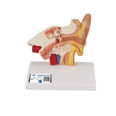 Obrázek 3B Scientific Model uší Smart Anatomy E12, velikost stolu, 1,5násobné zvětšení + bezplatná aplikace pro anatomii